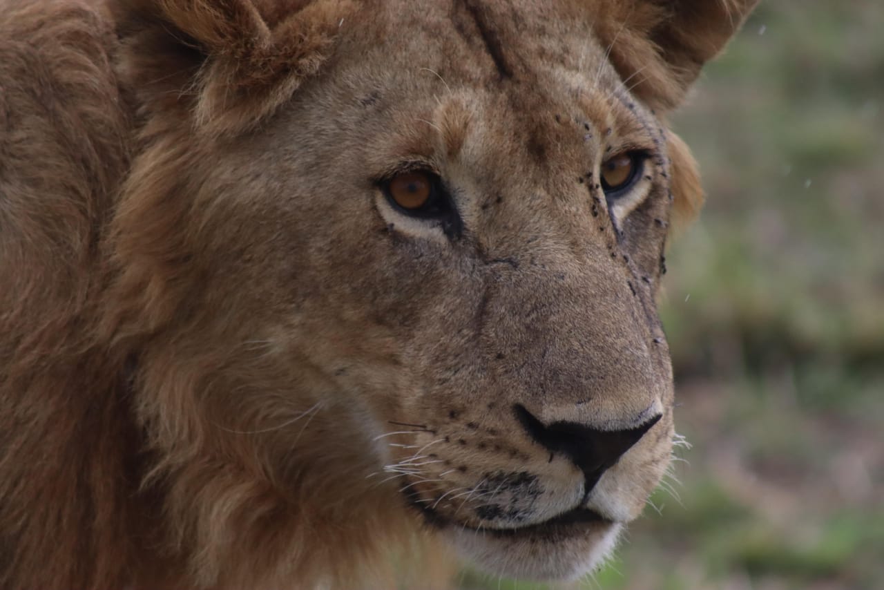 About Taimex Safaris