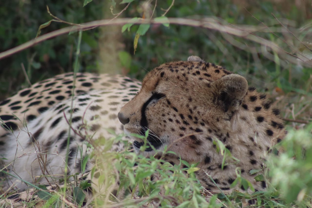 Ol Pejeta Conservancy