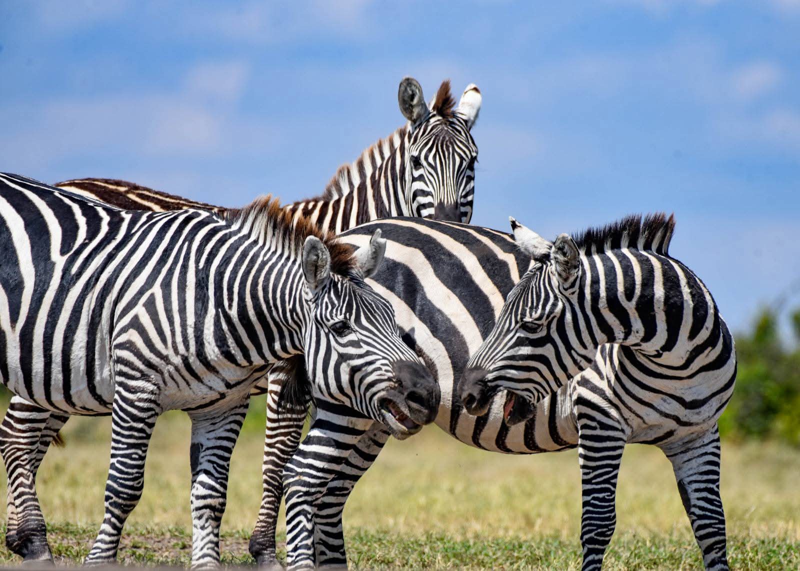 Great Migration Safaris