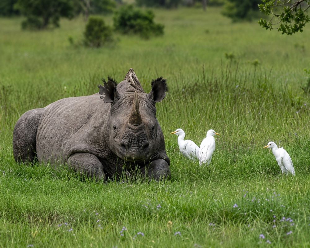 Photographic Safaris