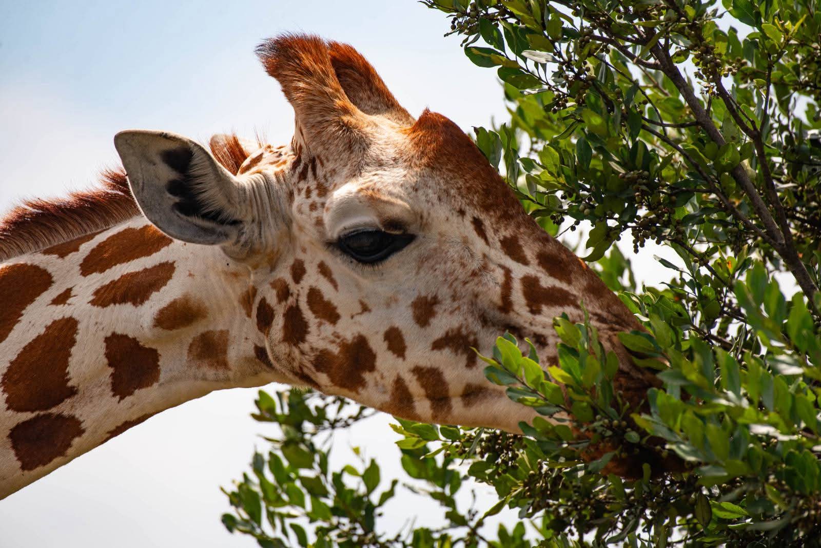 Tailor-Made Private Safaris